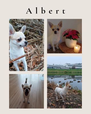 Malej démon 😆❤️🐾 #albert #mybestfriend