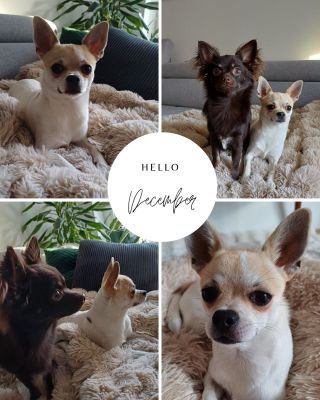 Lásky naše 💕🐾 Albetr & Jonášek